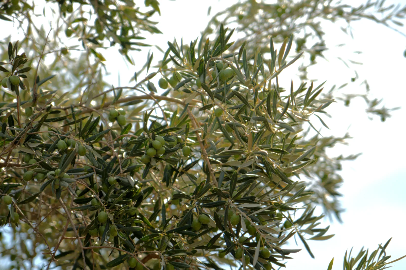 Ramas de olivo cargadas de aceitunas verdes.
